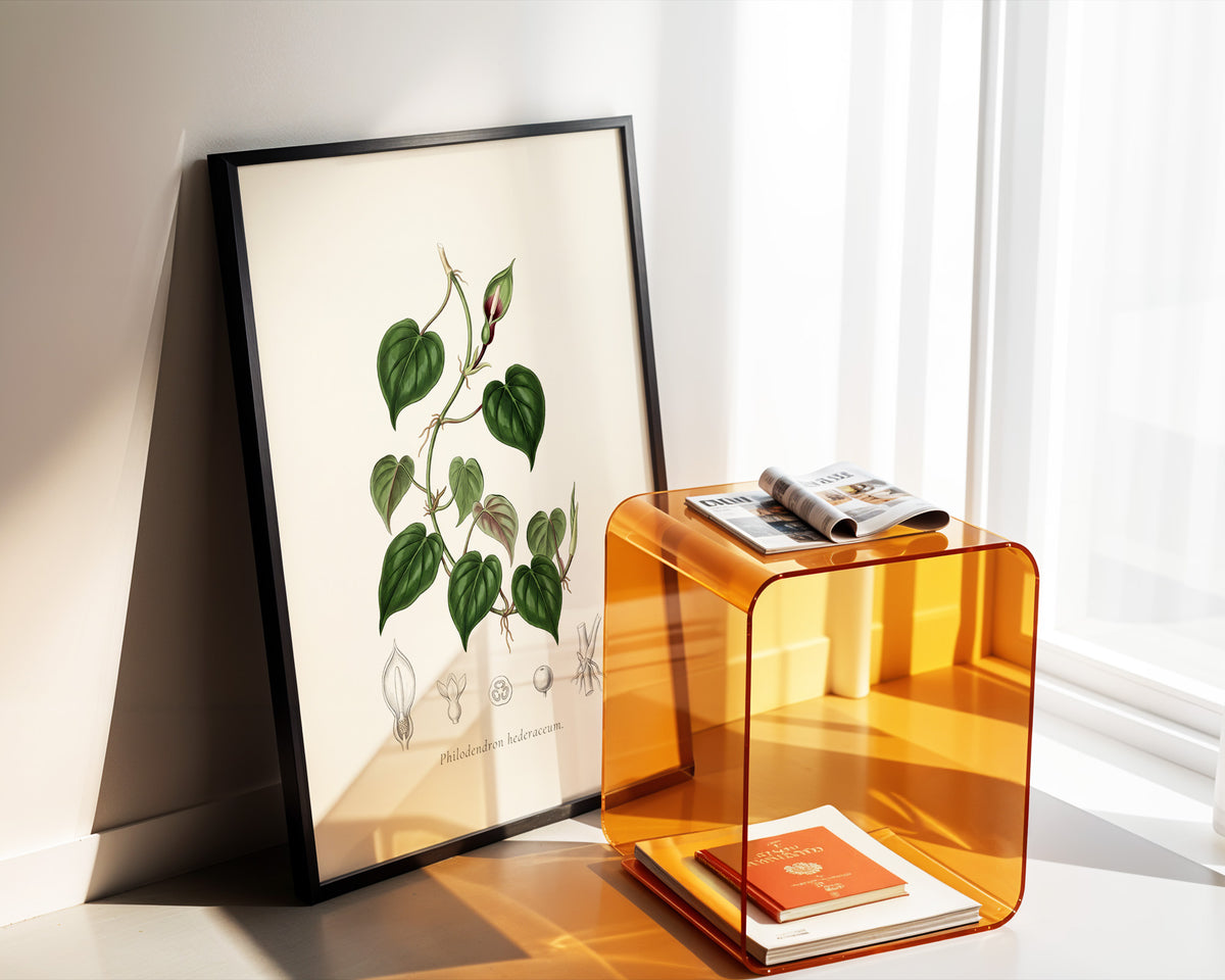 Heartleaf Philodendron Botanical Plate - Philodendron hederaceum