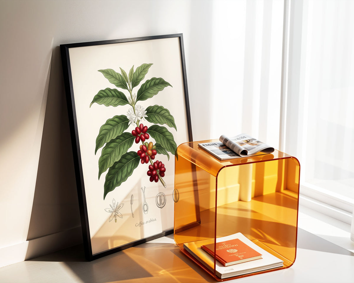 Coffea Arabica - Coffee Plant, Botanical Plate