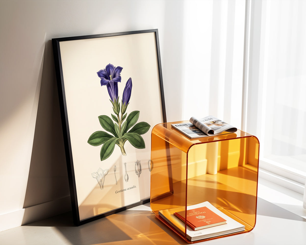 Gentiana Acaulis - Alpine Gentian, Botanical Plate