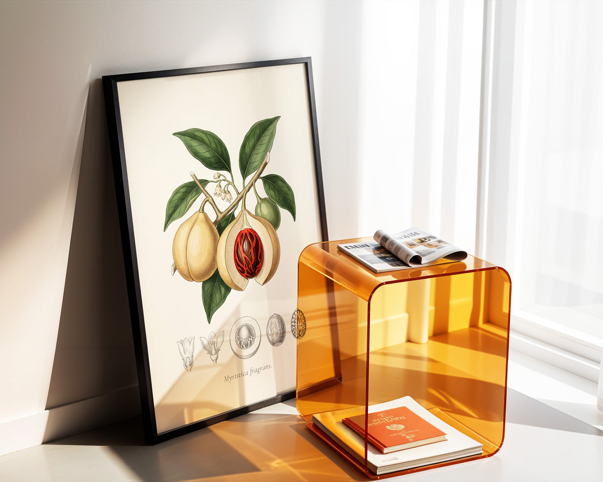 Myristica Fragrans - Nutmeg, Botanical Plate