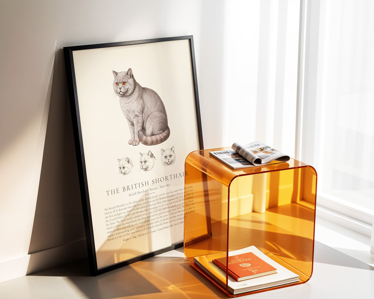 Lilac British Shorthair Plate - The Kennel Book
