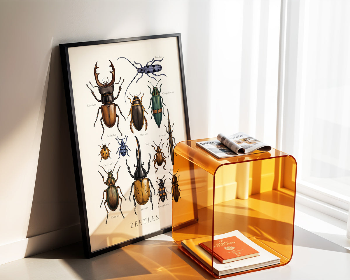 Beetles Chart antique natural history chart poster