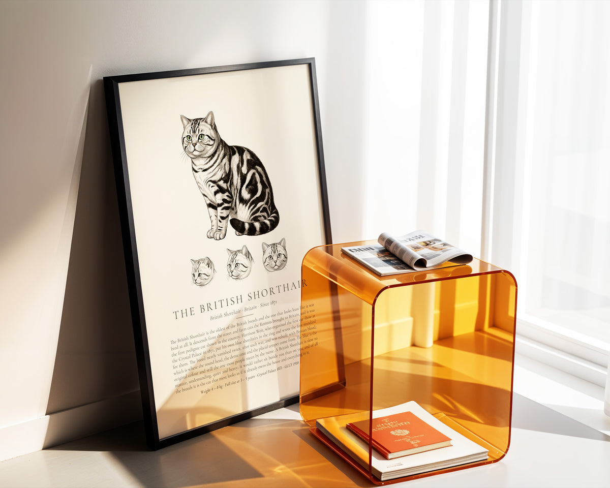 Silver Tabby British Shorthair Plate - The Kennel Book