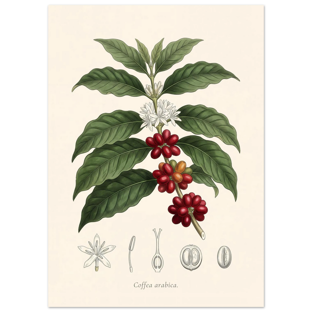 Coffea Arabica coffee plant antique botanical plate poster