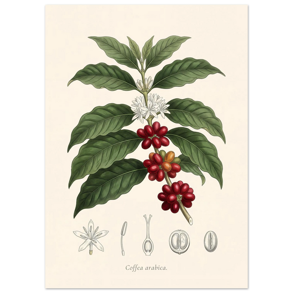 Coffea Arabica coffee plant antique botanical plate poster