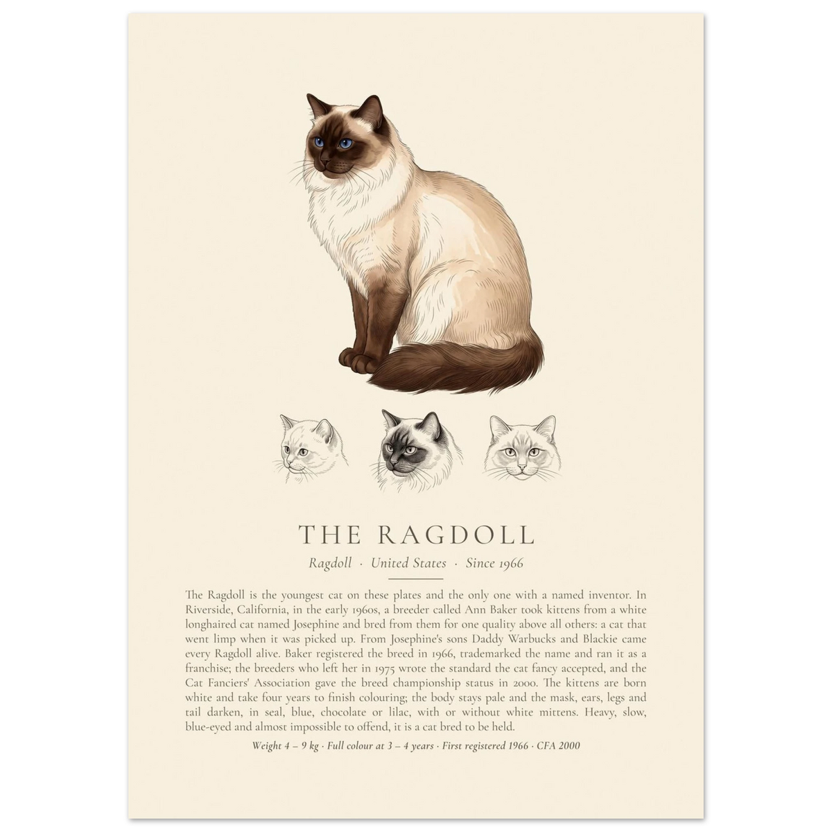 Seal point Ragdoll breed plate with three ink head studies, The Kennel Book