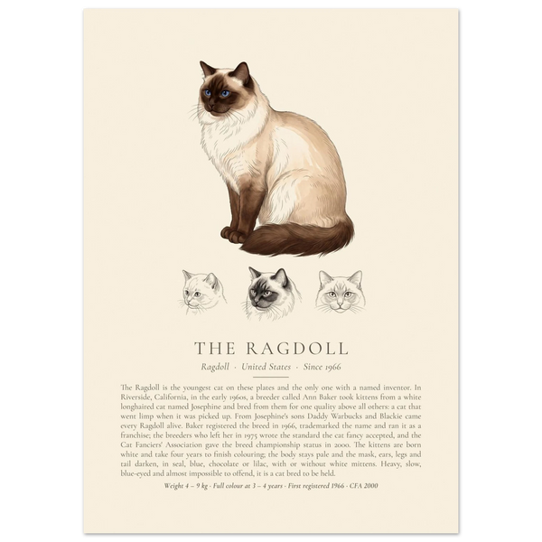 Seal point Ragdoll breed plate with three ink head studies, The Kennel Book