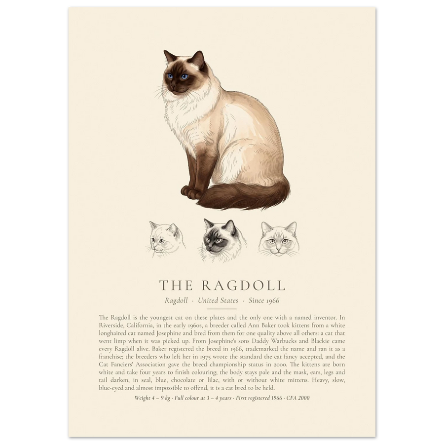 Seal point Ragdoll breed plate with three ink head studies, The Kennel Book