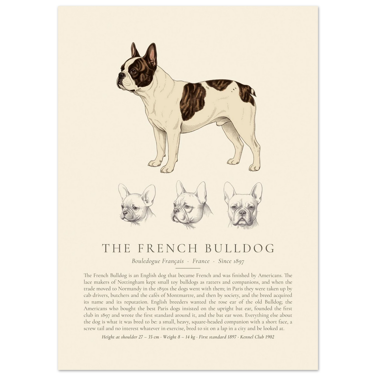 Pied French Bulldog breed plate with three ink head studies, The Kennel Book