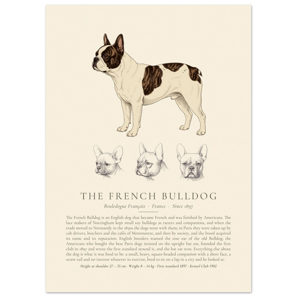 Pied French Bulldog breed plate with three ink head studies, The Kennel Book