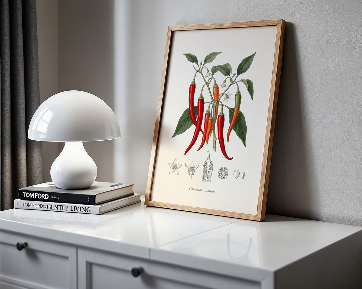 Capsicum Annuum - Chilli Pepper, Botanical Plate