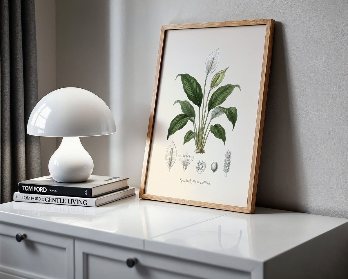 Peace Lily Botanical Plate - Spathiphyllum wallisii