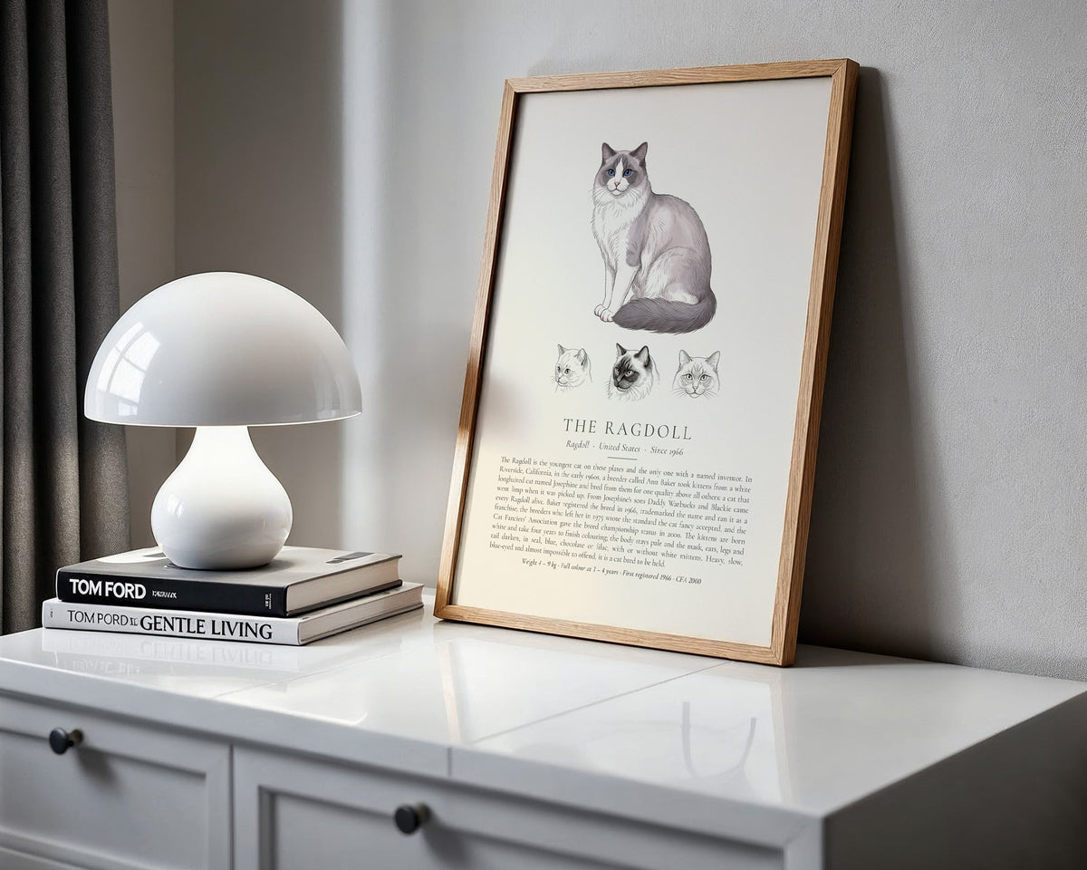 Blue Bicolour Ragdoll Plate - The Kennel Book