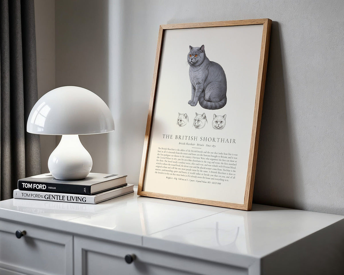 Blue British Shorthair Plate - The Kennel Book