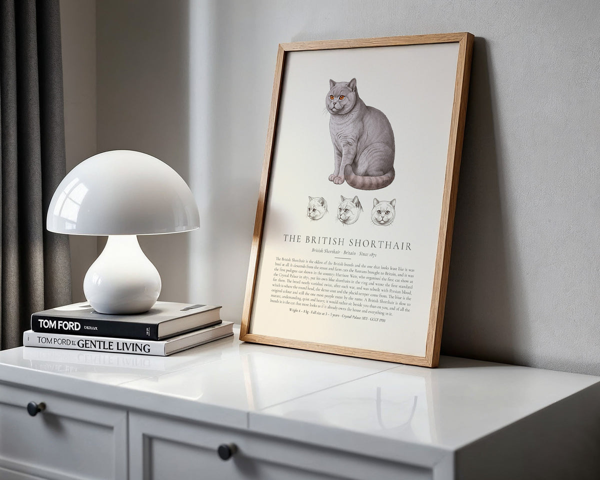 Lilac British Shorthair Plate - The Kennel Book