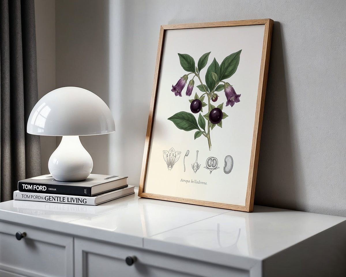 Atropa Belladonna - Deadly Nightshade, Botanical Plate