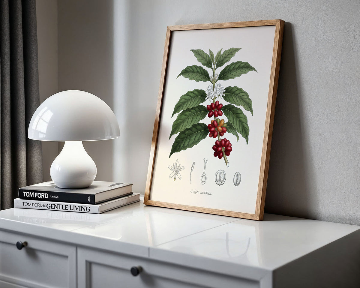 Coffea Arabica - Coffee Plant, Botanical Plate