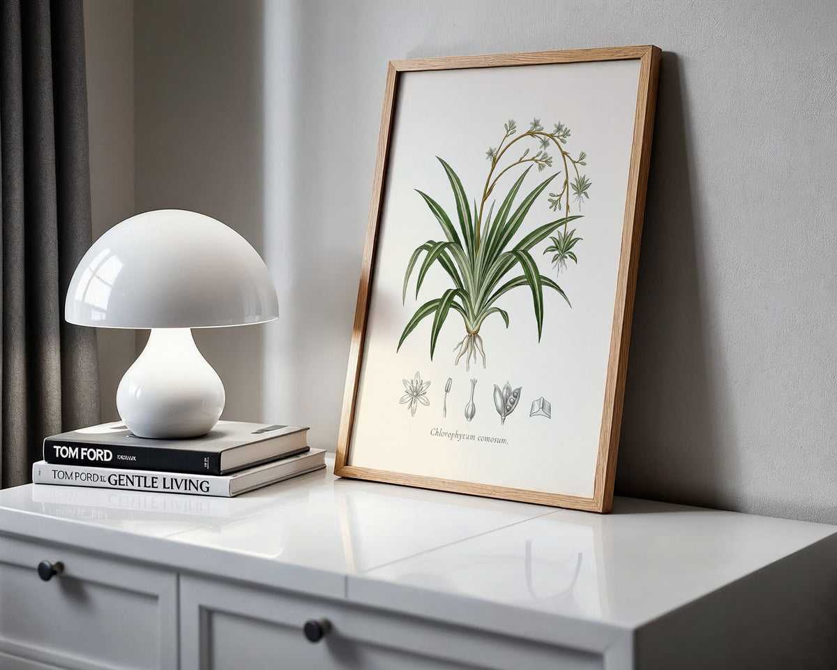 Spider Plant Botanical Plate - Chlorophytum comosum