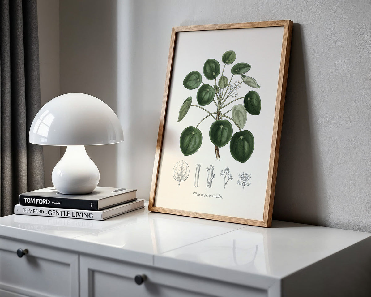 Chinese Money Plant Botanical Plate - Pilea peperomioides