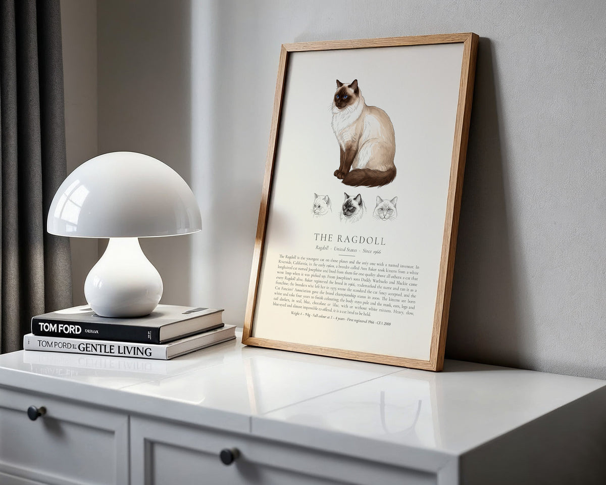 Seal point Ragdoll breed plate with three ink head studies, The Kennel Book