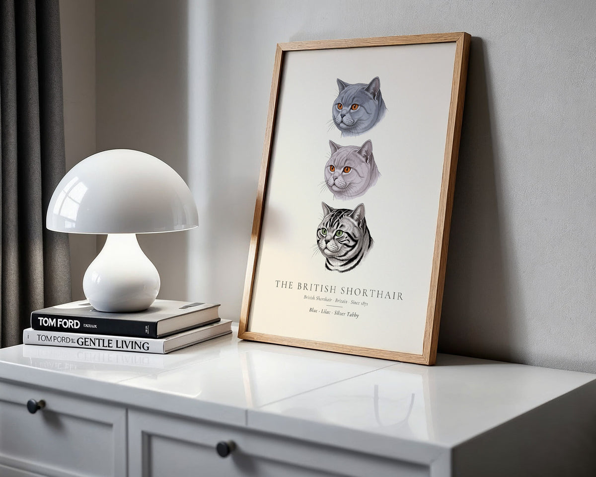 British Shorthair Three Colours Plate - The Kennel Book