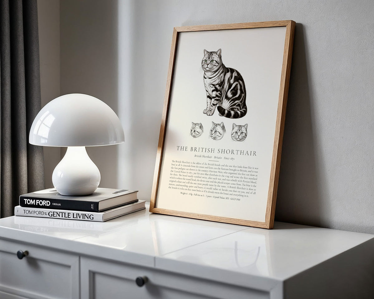 Silver Tabby British Shorthair Plate - The Kennel Book