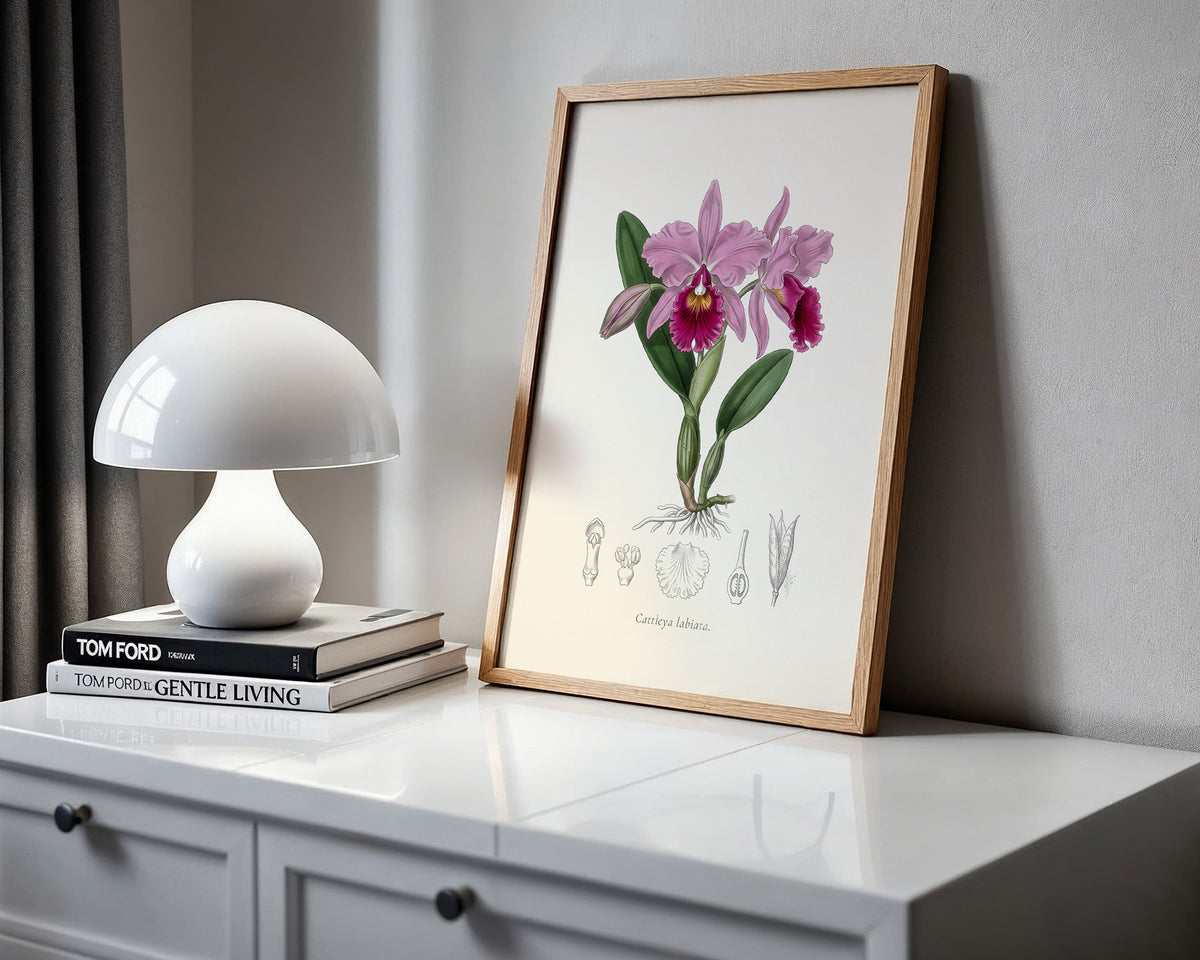 Cattleya Labiata - Cattleya Orchid, Botanical Plate