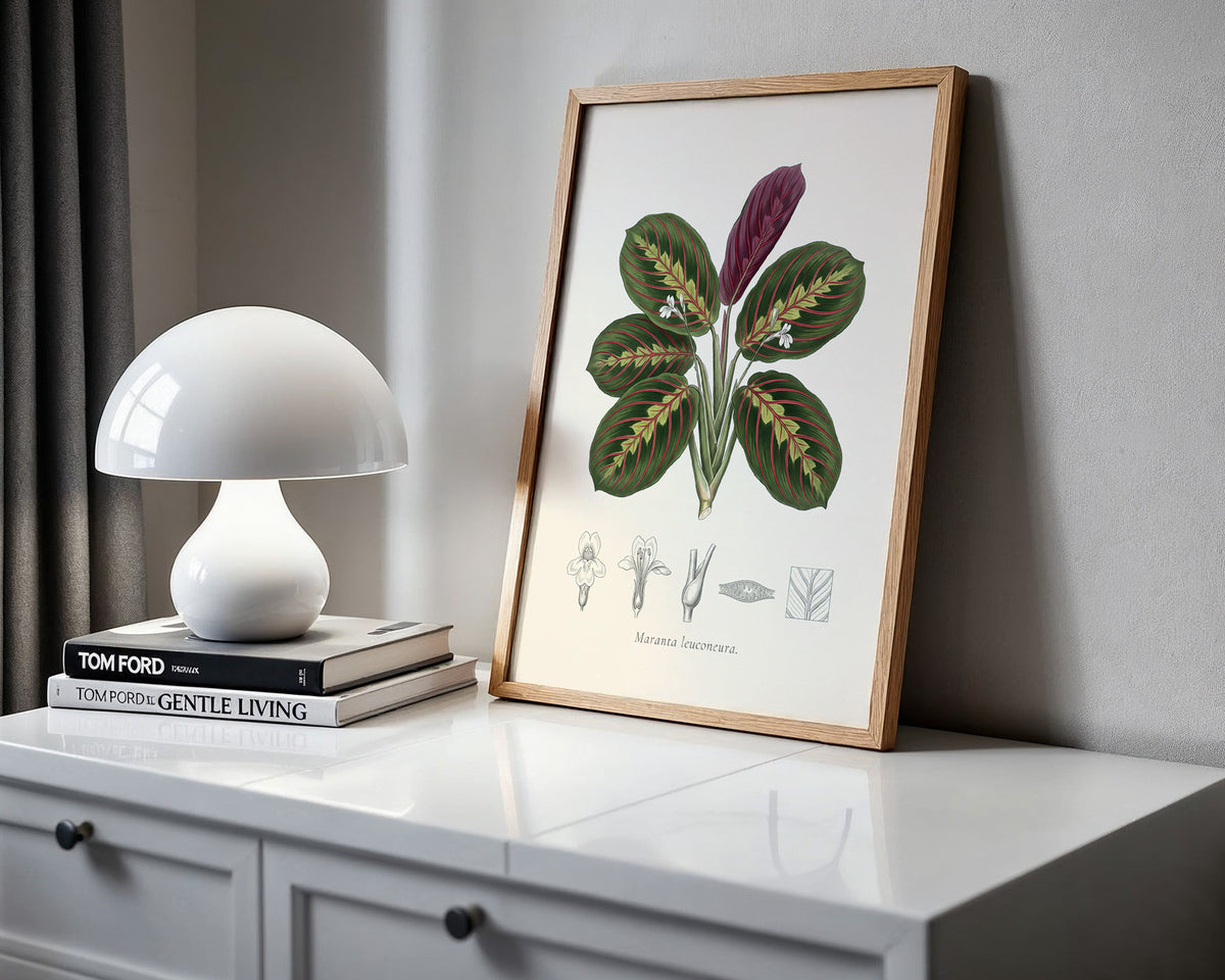 Prayer Plant Botanical Plate - Maranta leuconeura