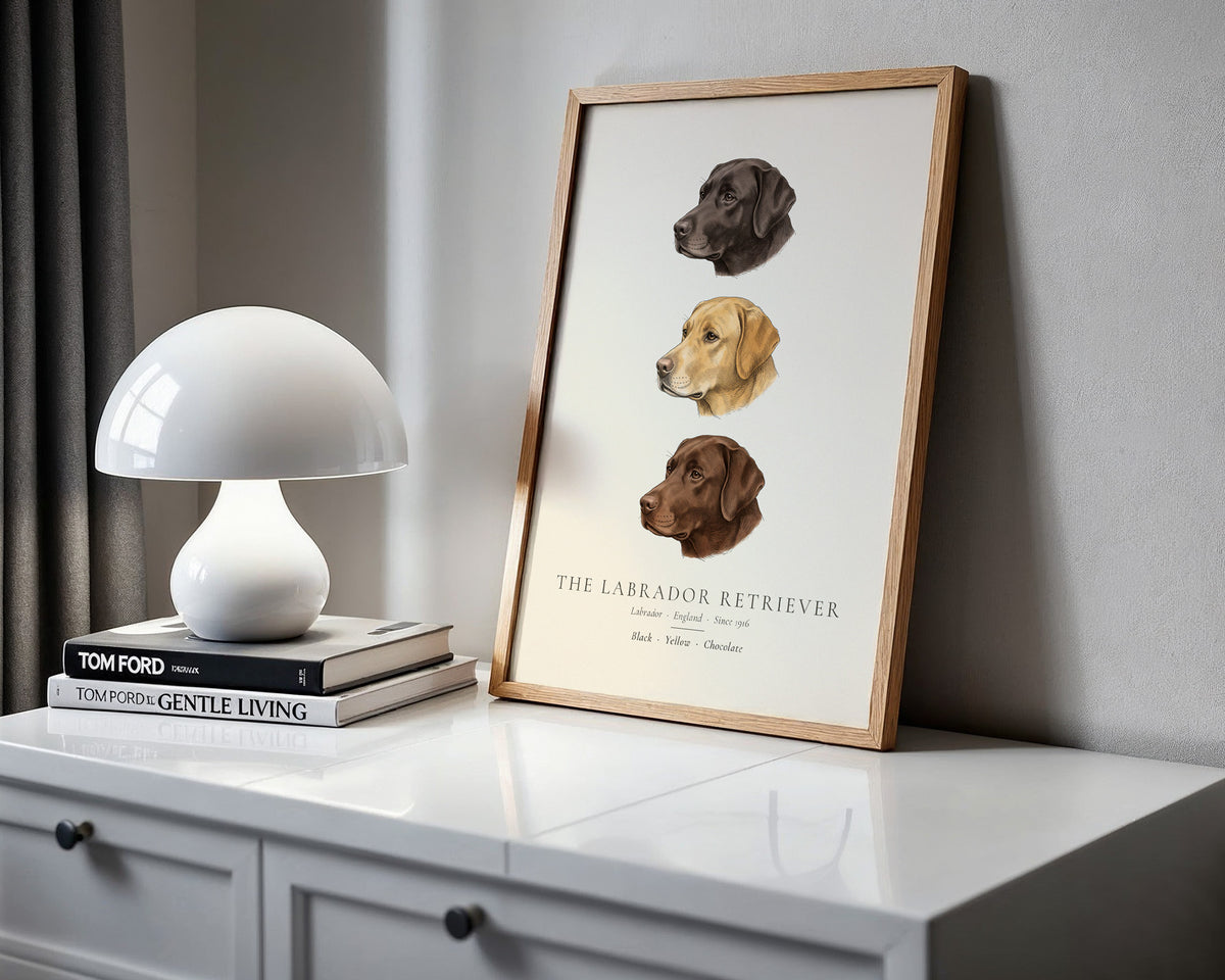 Labrador Retriever Three Colours Plate - The Kennel Book