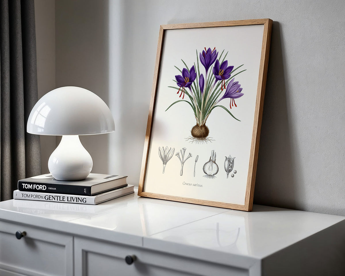 Crocus Sativus - Saffron Crocus, Botanical Plate