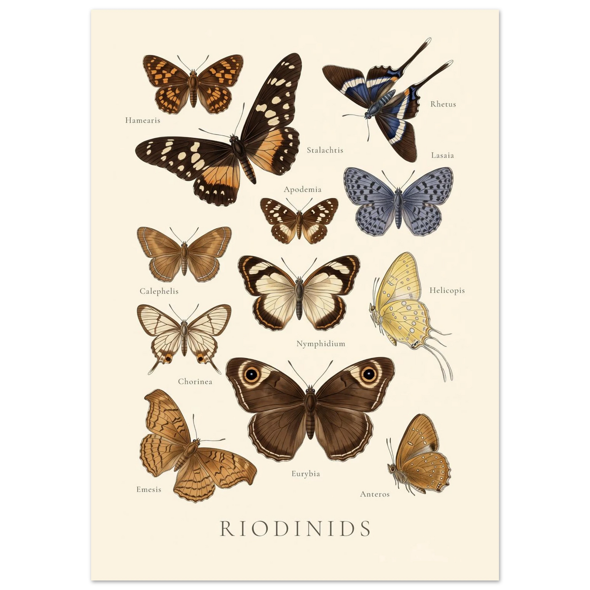 Riodinids — Butterfly Chart poster