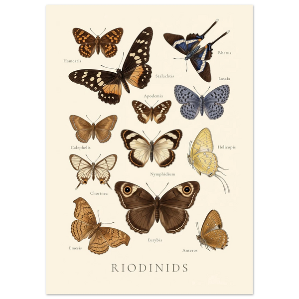 Riodinids — Butterfly Chart poster