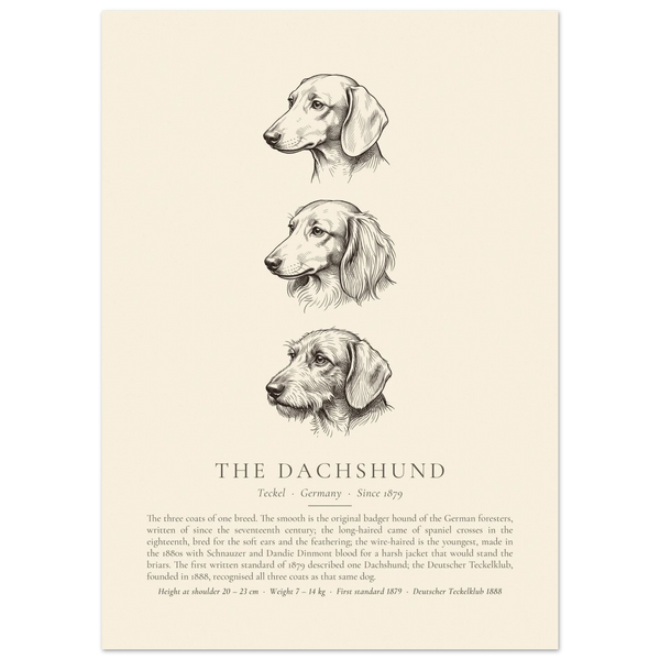 Dachshund three coats ink plate, three head studies in pen and ink, The Kennel Book