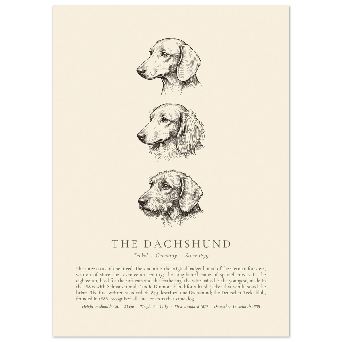 Dachshund three coats ink plate, three head studies in pen and ink, The Kennel Book