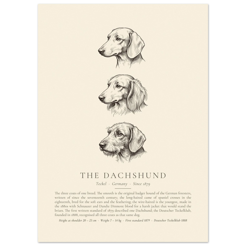 Dachshund three coats ink plate, three head studies in pen and ink, The Kennel Book