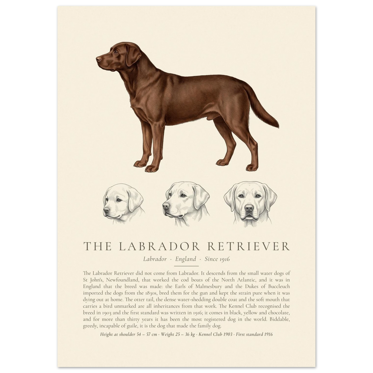 Black Labrador Retriever breed plate with three ink head studies, The Kennel Book