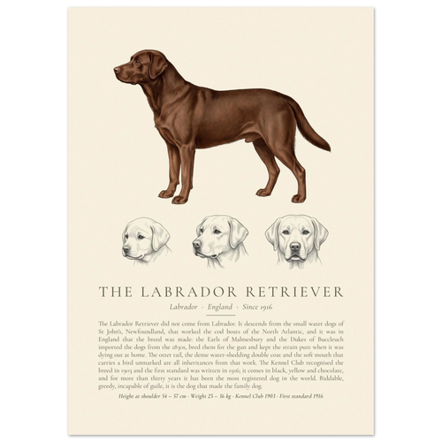 Black Labrador Retriever breed plate with three ink head studies, The Kennel Book