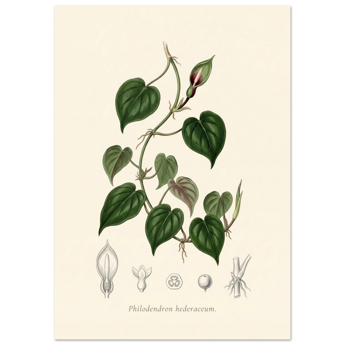 Heartleaf philodendron botanical plate, antique engraving style, Philodendron hederaceum