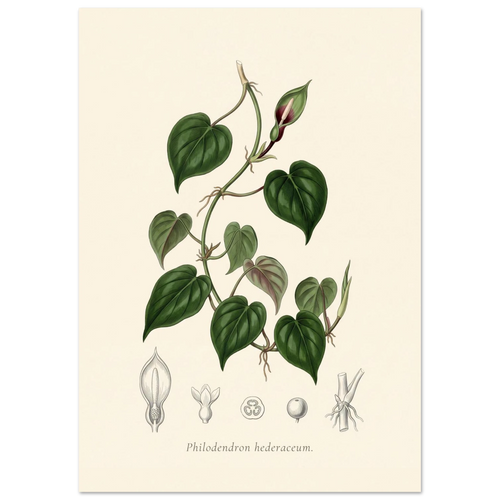 Heartleaf philodendron botanical plate, antique engraving style, Philodendron hederaceum
