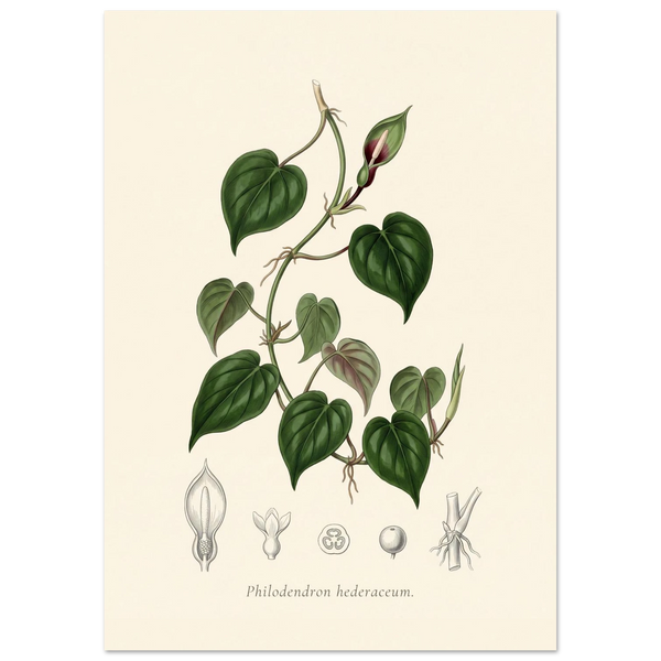 Heartleaf philodendron botanical plate, antique engraving style, Philodendron hederaceum