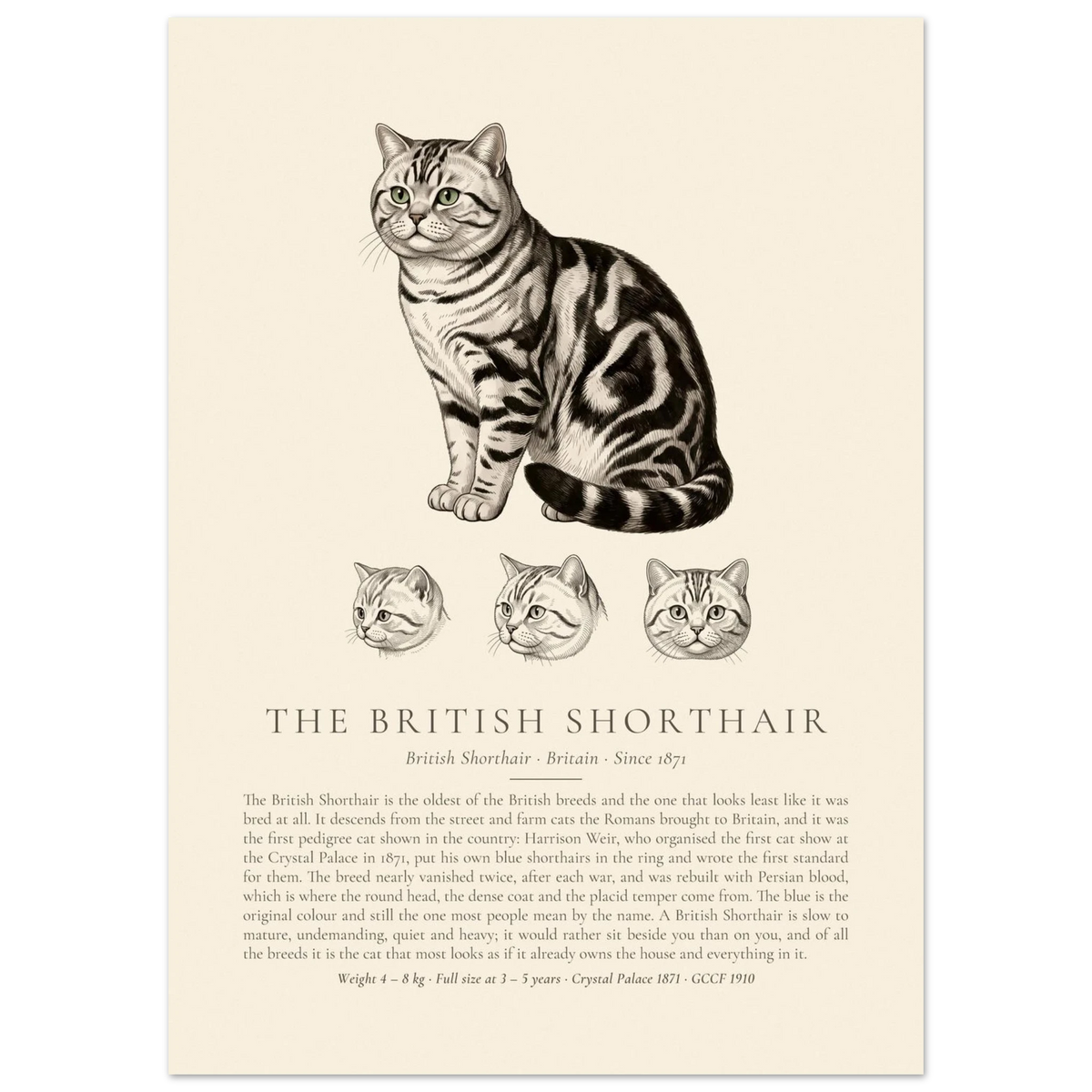 Silver tabby British Shorthair breed plate with three ink head studies, The Kennel Book