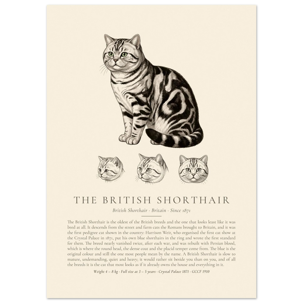 Silver tabby British Shorthair breed plate with three ink head studies, The Kennel Book