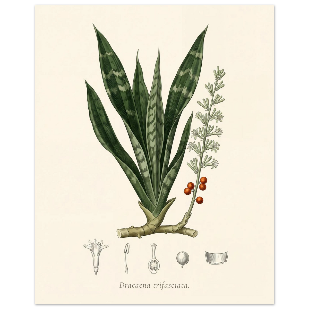 Snake plant botanical plate, antique engraving style, Dracaena trifasciata