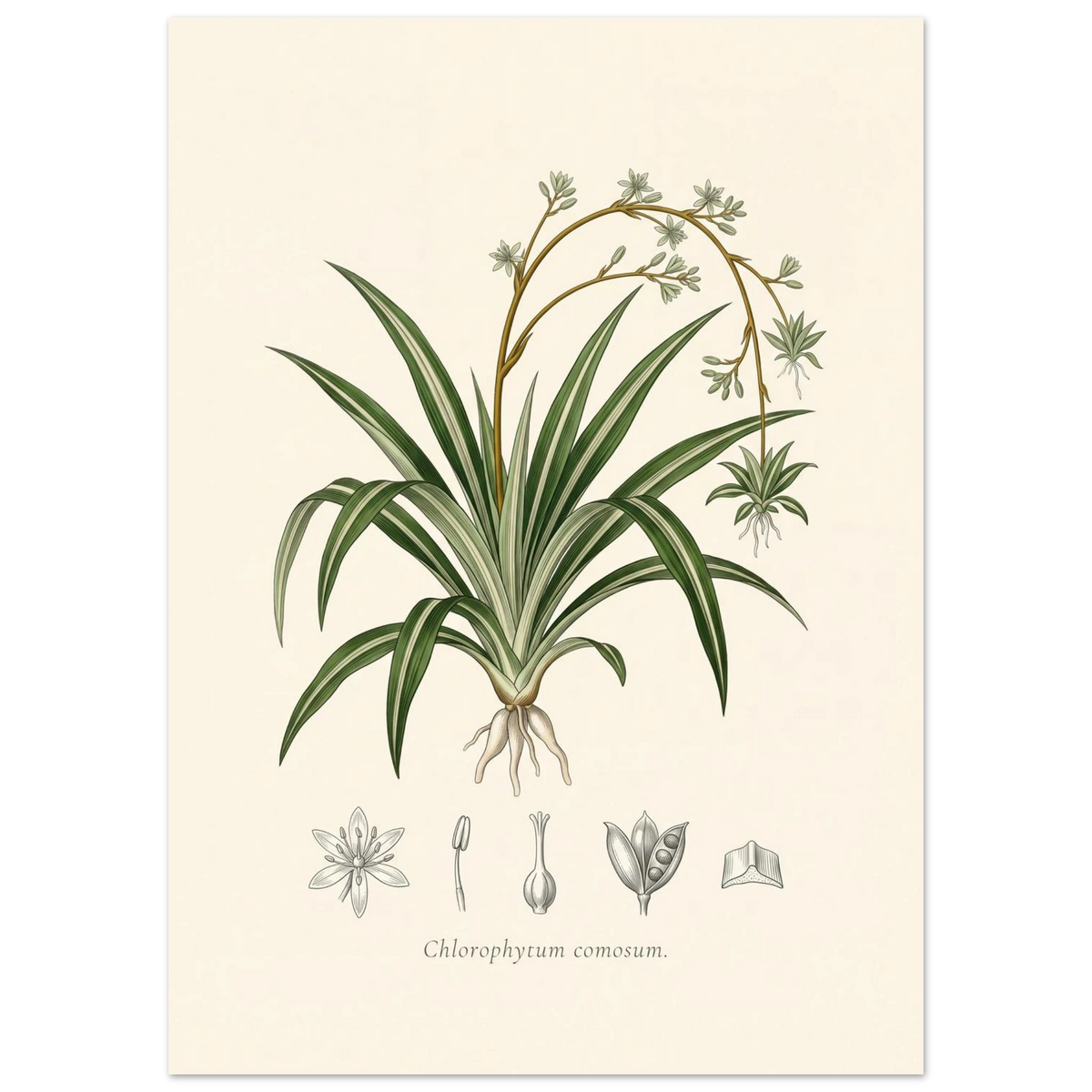 Spider plant botanical plate, antique engraving style, Chlorophytum comosum
