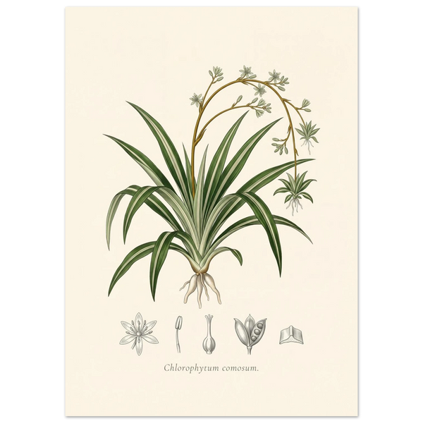 Spider plant botanical plate, antique engraving style, Chlorophytum comosum