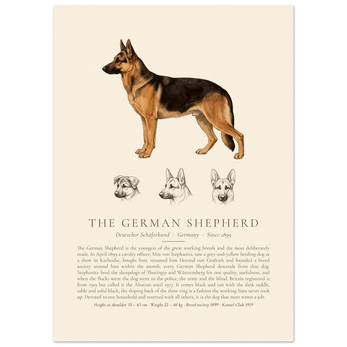 Black and tan German Shepherd breed plate with three ink head studies, The Kennel Book