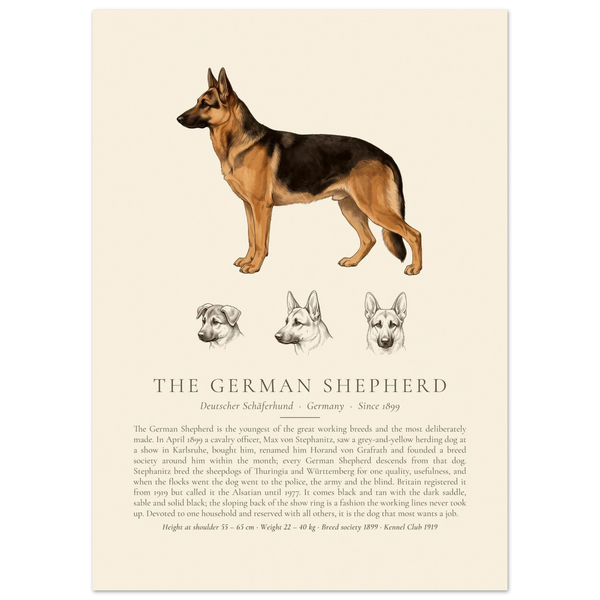 Black and tan German Shepherd breed plate with three ink head studies, The Kennel Book