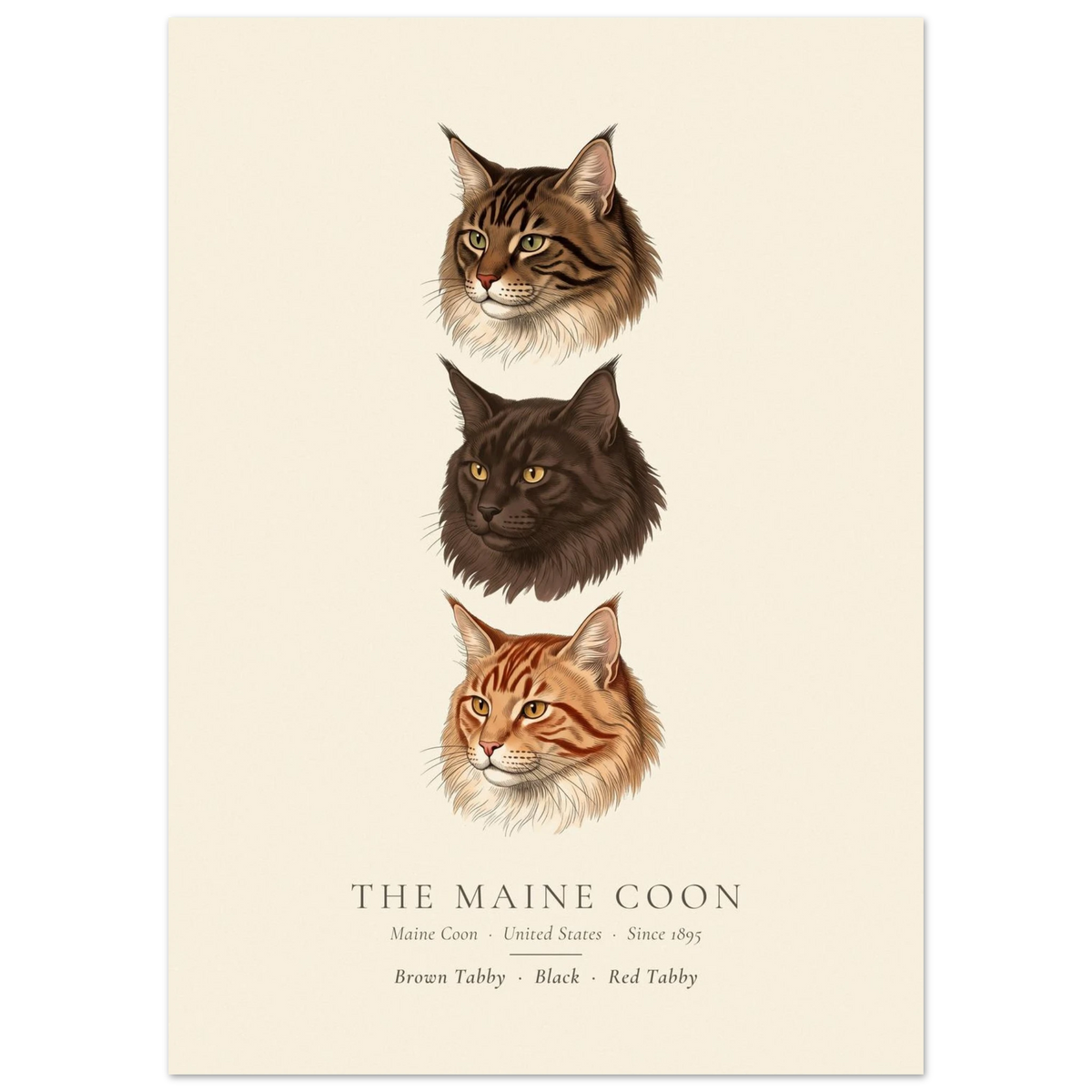 Maine Coon three colours plate, brown tabby, black and red tabby head studies, The Kennel Book