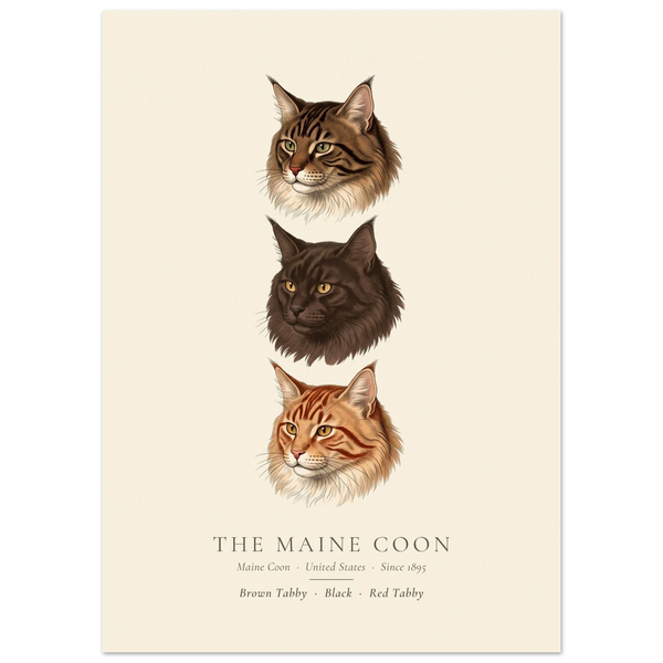 Maine Coon three colours plate, brown tabby, black and red tabby head studies, The Kennel Book