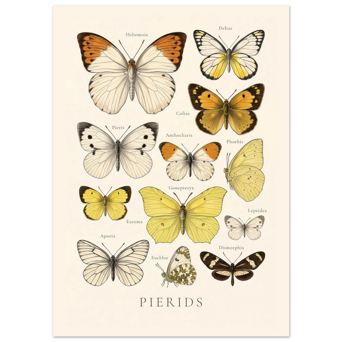 Pierids — Butterfly Chart poster